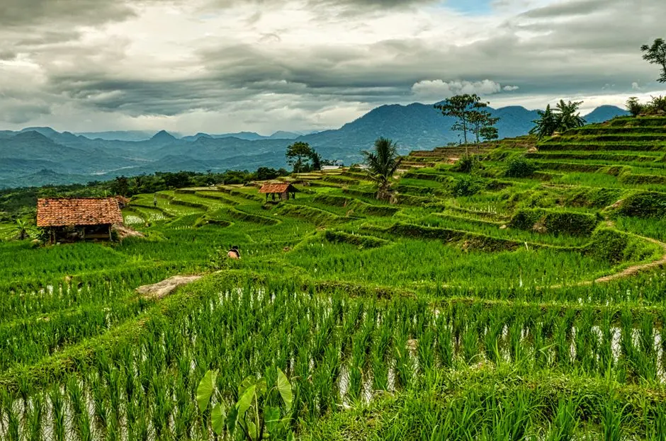 Pemandangan sawah terasering dan gubuk bambu di sore hari